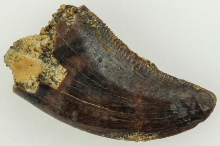 Serrated, Dromaeosaurid Theropod (Acheroraptor) Tooth - Montana #204041